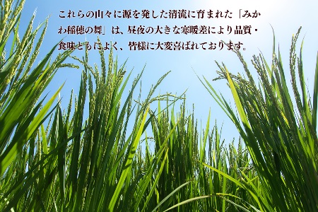 米 10kg 《 新潟県産 コシヒカリ みかわ稲穂の舞 》 令和7年産 5kg × 2袋 阿賀 三川 | こしひかり 白米 精米 送料無料 お取り寄せ お米 金賞受賞