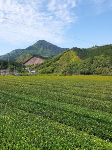 緑茶 厳選茶葉使用 ひむかのお茶 500ml×18本 1ケース [春夏秋冬いっつもや 宮崎県 美郷町 31ab0084]