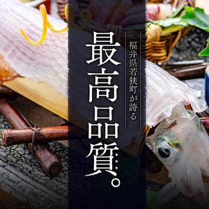 期間限定 剣先イカ 3～6杯 セット 詰め合わせ スミ抜き 冷凍 白イカ イカ 烏賊 いか 魚介 魚介類 海鮮 海鮮セット 限定 福井 福井県 若狭町