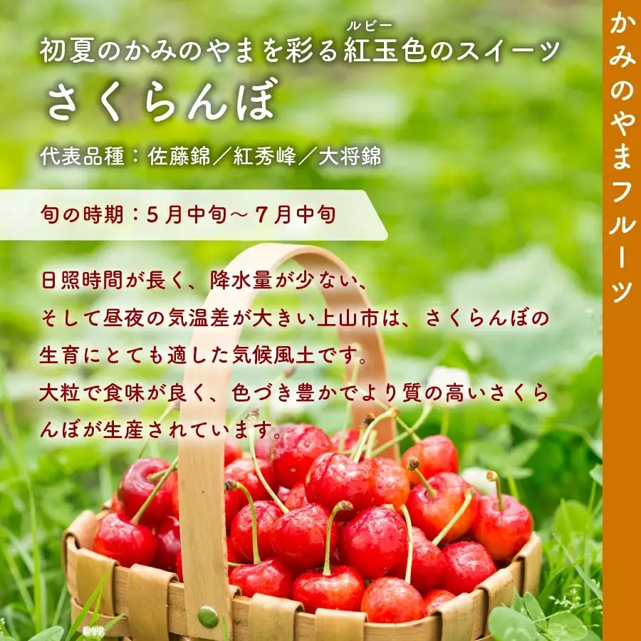 さくらんぼ（佐藤錦）１ｋｇ　ご家庭用　0020-2606