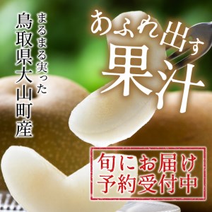 DS-16　新甘泉梨 5kg（赤秀限定）