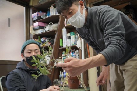 オリーブの盆栽教室 体験チケット 手作り 観葉植物 インテリア 癒やし 緑 [秋山園 山梨県 韮崎市 20742994]