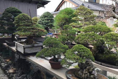 ふるさと納税限定 園主 秋山実と選ぶ 盆栽購入チケット 30,000円分 [秋山園 山梨県 韮崎市 20740911]
