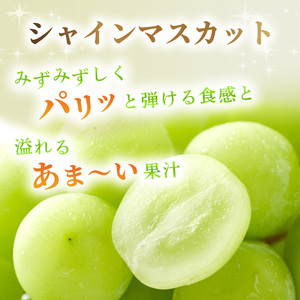 特産 シャインマスカット JA信州うえだ 大房 2房 約1.1kg マスカット 葡萄 ぶどう ブドウ 果物 くだもの フルーツ 信州 長野