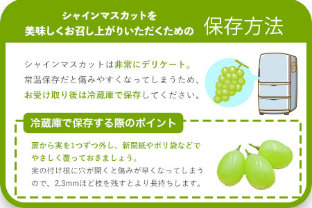 シャインマスカット 約1kg （1房～3房） フルーツ 果物 新鮮 《8月上旬-9月下旬頃出荷》熊本県 荒尾市産 目野果実直売所 美味しいシャインマスカット 旬のシャインマスカット ジューシーシャインマスカット フルーツシャインマスカット