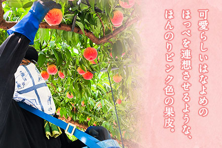 【2026年 先行予約】六月のはなよめ 約1.8～2kg 熊本県荒尾市産 桃 髙口果樹園 【日付指定不可】《2026年6月上旬-6月下旬頃出荷》六月の花嫁