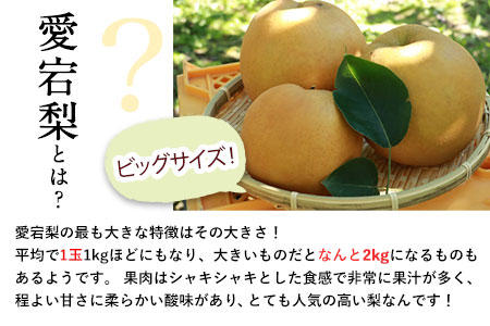 【先行予約】愛宕梨 約3.5～4kg(3～6玉前後) 期間限定 なし フルーツ 果物 新鮮 常温便《11月下旬-12月末頃出荷》熊本県 荒尾市産 目野果実直売所 美味しい梨 旬の梨 ジューシー梨 フルーツ梨