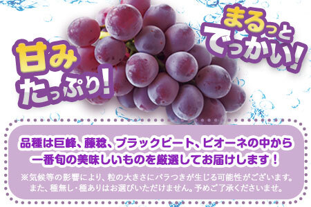 【先行予約】ぶどう 約2kg 旬の品種(巨峰 または 藤稔 または ブラックビート または ピオーネ) 目野果実直売所 フルーツ 果物 新鮮 《8月上旬-9月上旬頃出荷》熊本県 荒尾市産