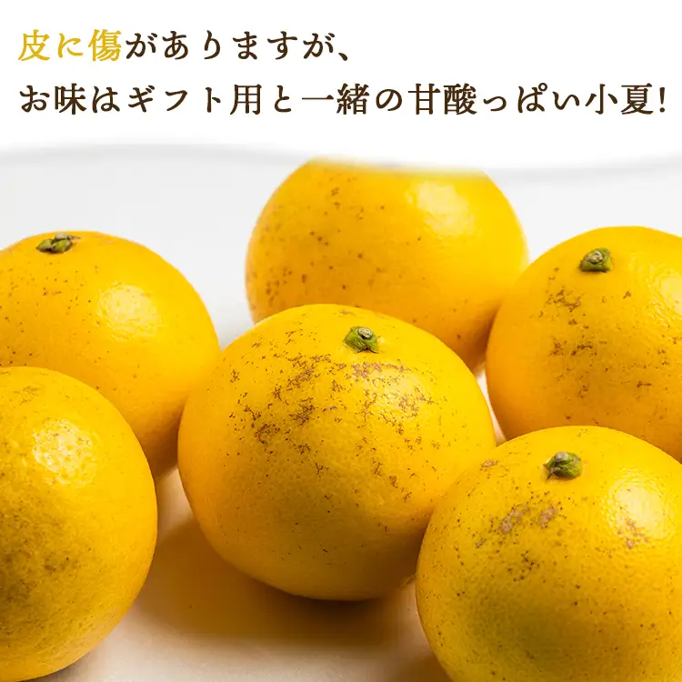 【2027年出荷分】 訳あり 小夏 (日向夏) 小夏 5kg 4月中旬発送開始 kd-0030