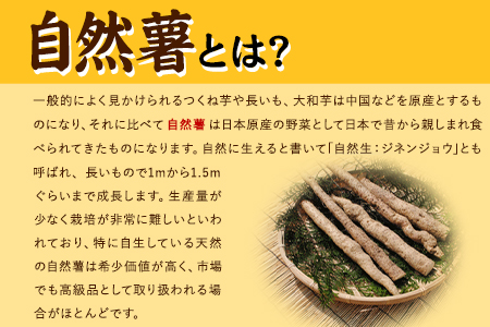 自然薯 セット