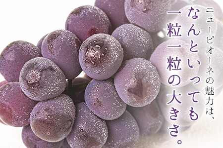 訳あり ニューピオーネ 約1.2kg
