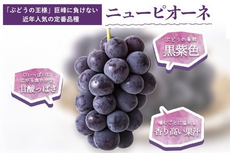 秀品 ニューピオーネ 約1.2kg