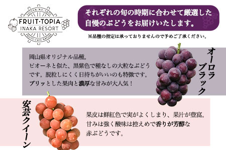 先行予約 旬のぶどう詰め合わせセット 約2kg