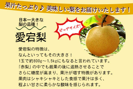 梨【2026年発送先行予約】産地直送 愛宕梨 約4kg | 岡山県矢掛町