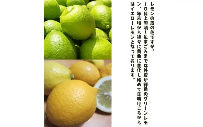 【国産】紀州和歌山 有田レモン 2kg+200g(痛み補償分) ※2026年9月下旬～2027年3月下旬に順次発送【ard031B】