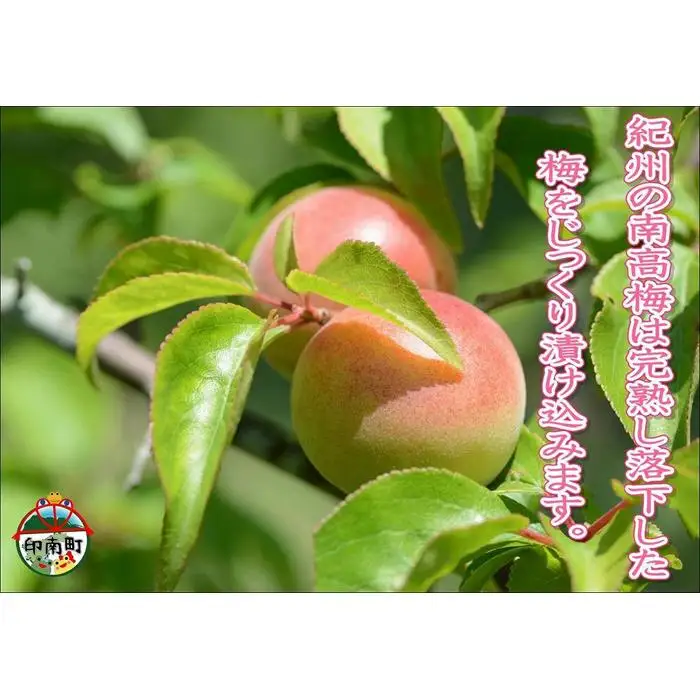 【家庭用】紀州南高梅　うす塩味梅　1.2kg