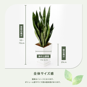 2026年3月上旬～発送【観葉植物】サンスベリア・ゼラニカ 50cm～70cm Green Base IB003-011 観葉植物 ※北海道・沖縄・離島配送不可