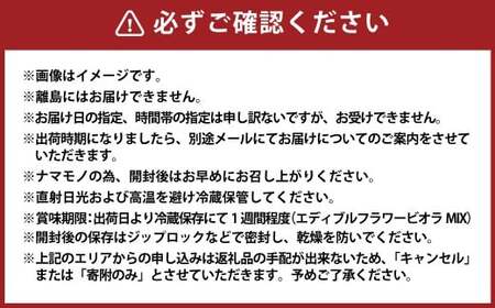 エディブルフラワービオラMIX（20輪入り）2種4パックセット【食べられるお花 栽培期間中 農薬不使用】
