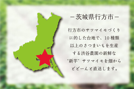 【2025年11月より順次発送】2025年度産 まるで絹のようななめらかなさつまいも シルクスイート 約10kg｜さつまいも 芋 お芋 シルクスイート 渋谷農園 先行予約 茨城県 行方市(BZ-20)