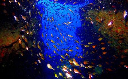 サンゴと生き物の楽園！魅力いっぱい恩納村ファンダイビング（2DIVE）1名様 