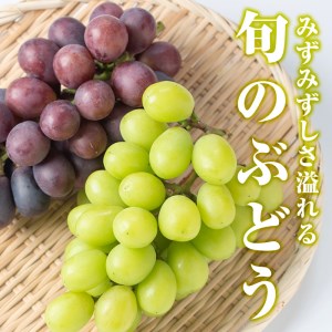 ≪先行予約受付中！2026年8月中旬以降順次発送≫  シャインマスカット・黒ぶどうセット(計2房・約900g) 国産 鹿児島産 シャインマスカット マスカット 葡萄 ぶどう ブドウ クインニーナ ナガノパープル BKシードレス 果物 くだもの フルーツ 旬【大倉野 隆】_y377