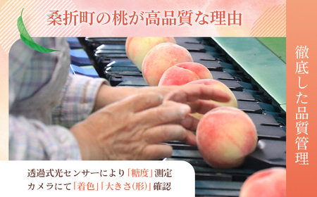 もも【あかつき・2026年産】特秀1.5kg「献上桃の郷ブランド品」桑折町産　JAふくしま未来　桃 ／ もも モモ 果物 フルーツ 旬 甘い 甘み ジューシー 果肉 果汁 新鮮 フレッシュ デザート おいしい 産地直送 桑折 こおり こおりまち 福島県 特産品 No.136