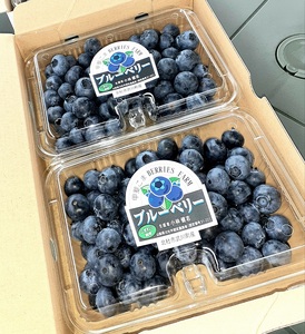 【2026年先行予約】大きく甘い、完熟ハイブッシュブルーベリー 500g（250g×2パック） ベリー [h186001]