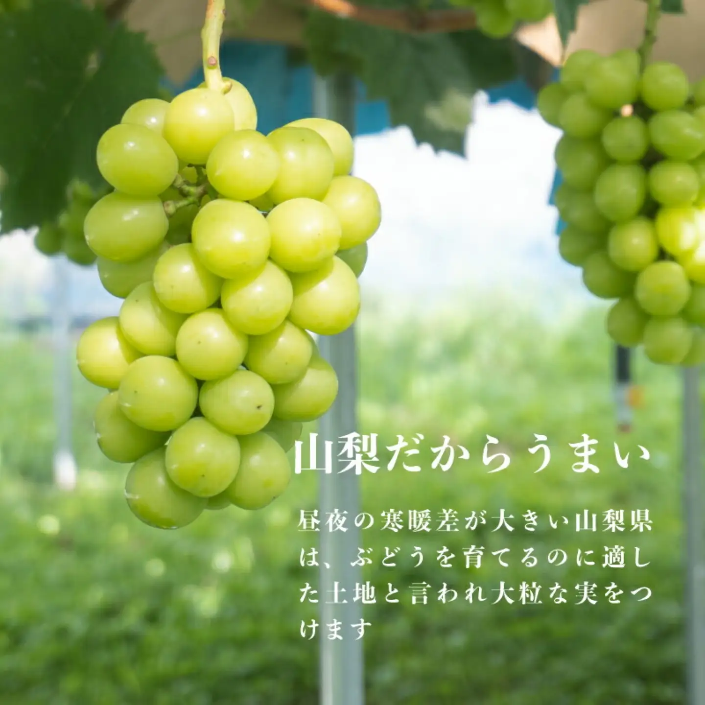 山梨県都留市産 朝採れ シャインマスカット ２~３房（約1.0kg以上）【2026年発送】シャインマスカット フルーツ