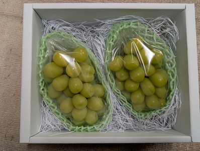 【2026年先行予約】シャインマスカット 朝摘み 約900g ~ 1kg（2房） 葡萄 ブドウ 白ぶどう 朝採り 種無し 種なし 皮ごと 千曲市 長野県 信州｜ シャインマスカット