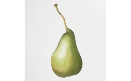 【伊万里焼】プレート 平皿 Pear φ29cm Plate 028-H831