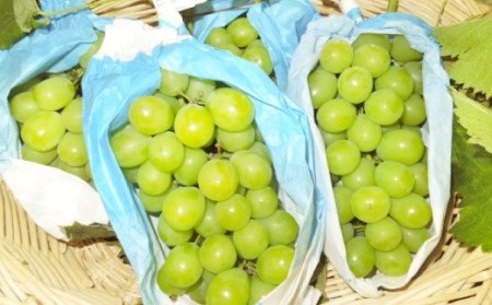 A8 【2026年9月中に順次発送予定】シャインマスカット 約1.2kg マスカット ぶどう 葡萄