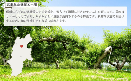 【2026年先行予約】りんご サンふじ 家庭用 訳あり 約10kg ＜中島農園＞|りんご
