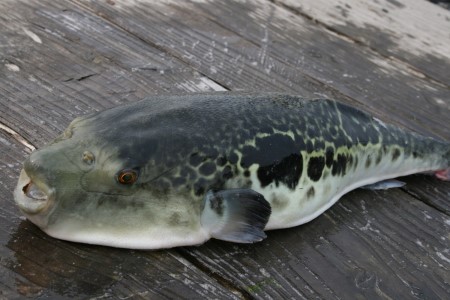 ふぐ鍋 とらふぐ三昧セット ３人前 018-C128