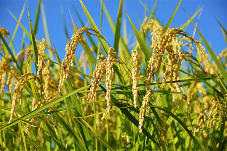 令和7年産 茨城県産コシヒカリ20kg (10kg×2) ／ お米 精米 こしひかり 旨味 安心 美味しい JA茨城むつみ 茨城県 五霞町【価格改定】