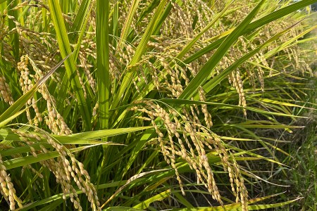 ココトモバウム 人気の2種 食べ比べ (ハード玄米 1個＆ソフト白米 1個) [0522]