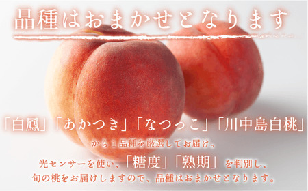 【 2026年 先行予約 】 桃 5kg グルメ 《 品種おまかせ「 白鳳 」「 あかつき 」「 なつっこ 」いずれか1品種 》 光センサー選別品 【 予約 果物 くだもの もも フルーツ 長野 信州 クール便 】 沖縄県への配送不可 2026年8月上旬頃から2026年8月中旬頃まで順次発送予定 日時指定不可 令和8年度出荷分 長野県 飯綱町 [0057]