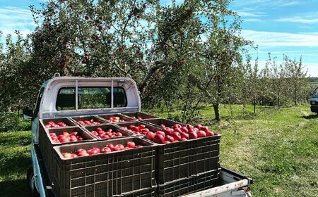 贈答用 紅玉 約 4.5kg 【2026年先行予約】 ｜ 外川果樹園 