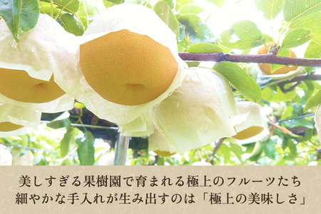 【2026年先行予約】たかはし果樹園 謹製 新潟県産和梨 内容おまかせ詰め合わせ 約3kg《8月下旬～順次配送》