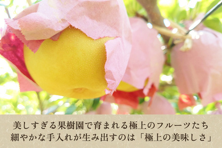 【2026年先行予約】たかはし果樹園 謹製 新潟県産和梨 新美月 新王 2品種詰め合わせ 約3kg《9月中旬～順次配送》