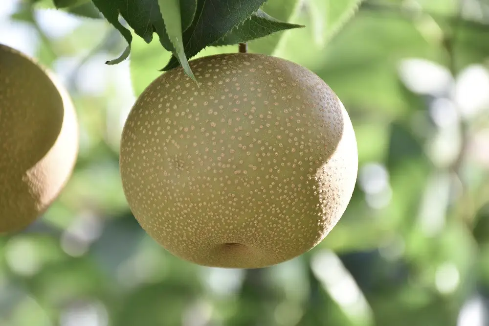 梨 【2026年予約受付】金沢梨 5kg JA金沢市