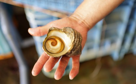 アワビやサザエをたっぷり贅沢に堪能！臼杵産貝類詰め合わせ