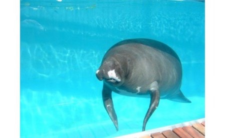 熱川バナナワニ園 入園 招待券 2枚 A004 ／ 熱帯 動植物園 チケット 静岡県 東伊豆町