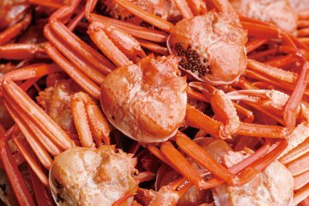 【能登半島 漁協直送 3月以降発送】 活 紅ズワイガニ 9尾(中サイズ) 計 5.5kg 前後 [JF西海 石川県 志賀町 AM4219]