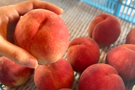 【2026年先行予約】新潟県産 桃 約2kg（約6〜8個）《7月中旬～お届け》