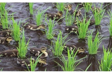 【令和7年産】無農薬栽培 合鴨米ひのひかり(無洗米)5kg　TF0422-P00029