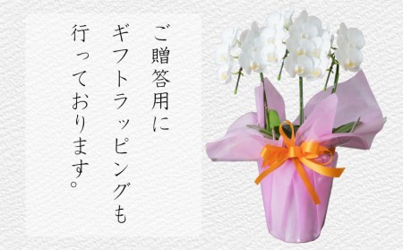 胡蝶蘭 3株 花 ギフト 記念日 お祝い 胡蝶蘭