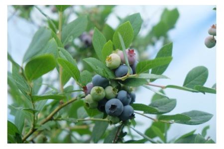 【先行予約】冷凍ブルーベリー 1㎏ 訳あり･ジャム用 | フルーツ 果物 ベリー