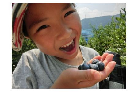 【先行予約】生ブルーベリー 1㎏  | フルーツ 果物 ベリー