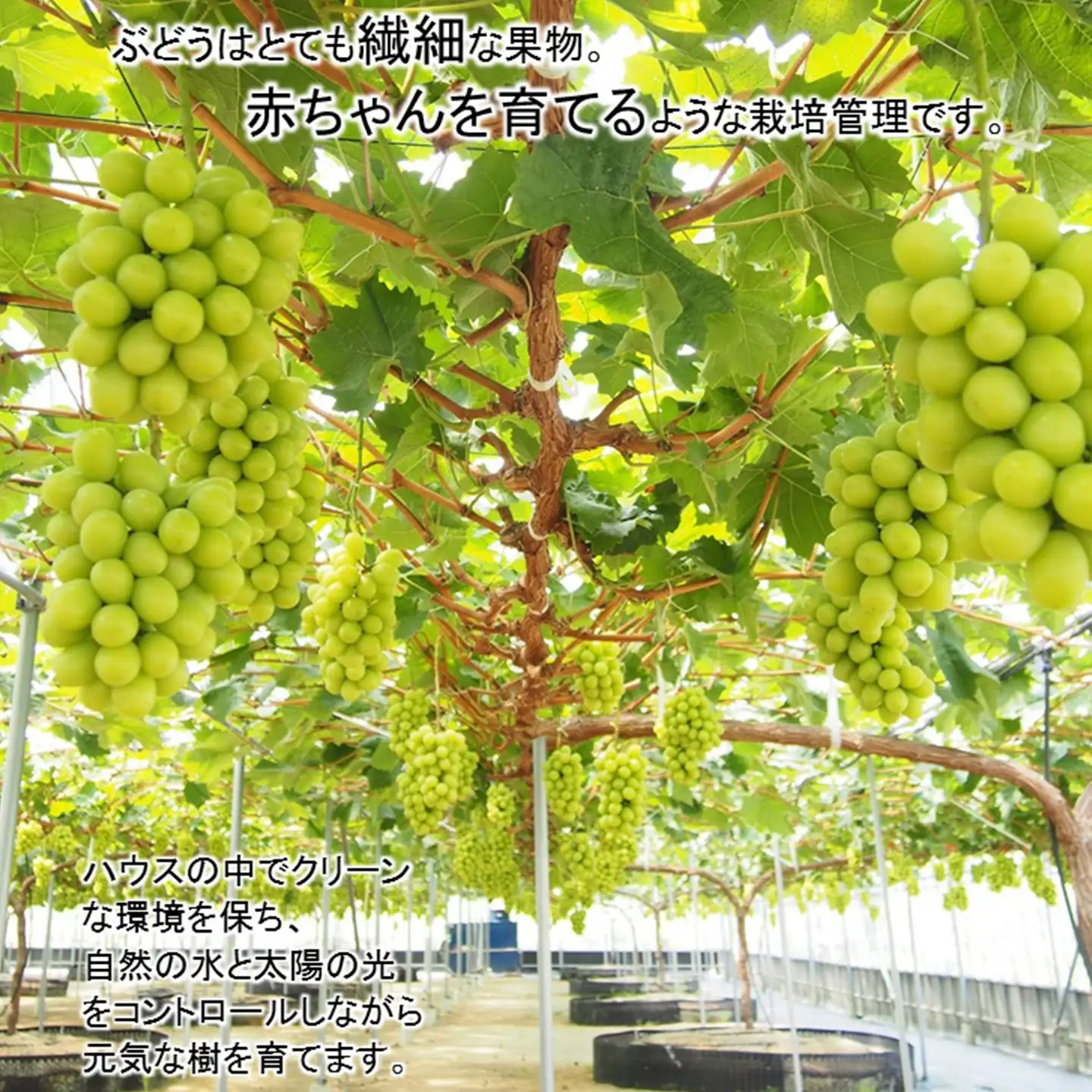 完熟朝摘みシャインマスカット 2房（1.2㎏）　シャインマスカット 夏ぶどう【7月下旬より発送】