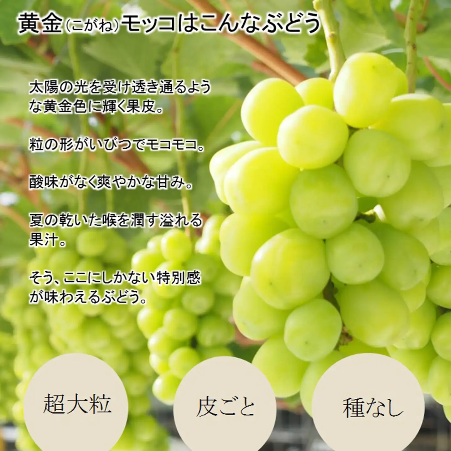 完熟朝摘み 超大粒ぶどう 黄金モッコ（雄宝） 1房（1㎏）【7月下旬～発送開始】　夏ぶどう